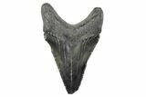 Serrated, Juvenile Megalodon Tooth - South Carolina #362231-1